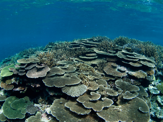 北部のテーブル珊瑚.jpg