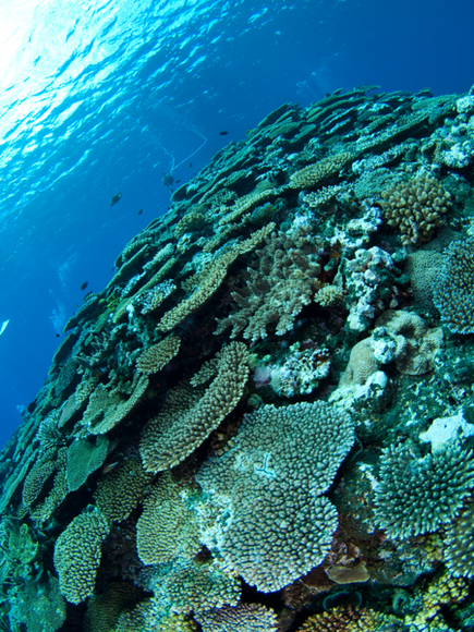 多良間の珊瑚.jpg