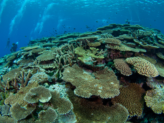 多良間の珊瑚3.jpg