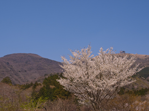 未だ咲き誇る箱根の桜.jpg
