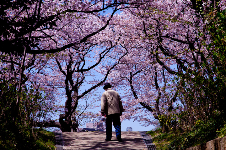 桜とおじさん.jpg
