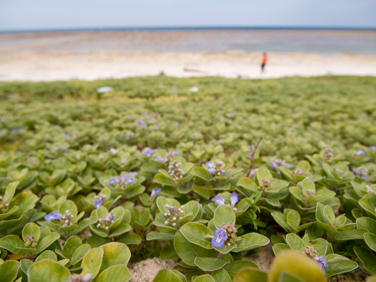 水納島Beachの花.jpg