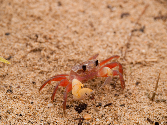 浜の蟹.jpg