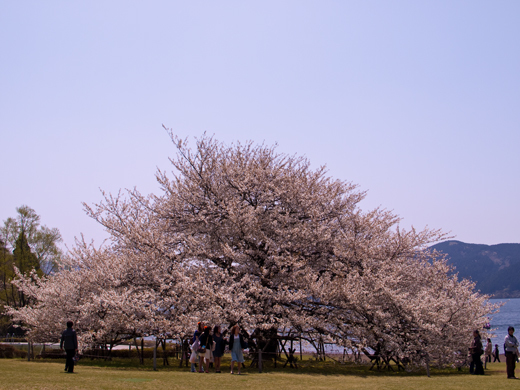 湖畔の一本桜.jpg