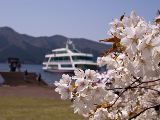 遊覧船と桜.jpg