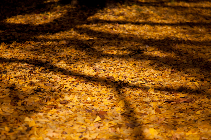 銀杏の絨毯.jpg